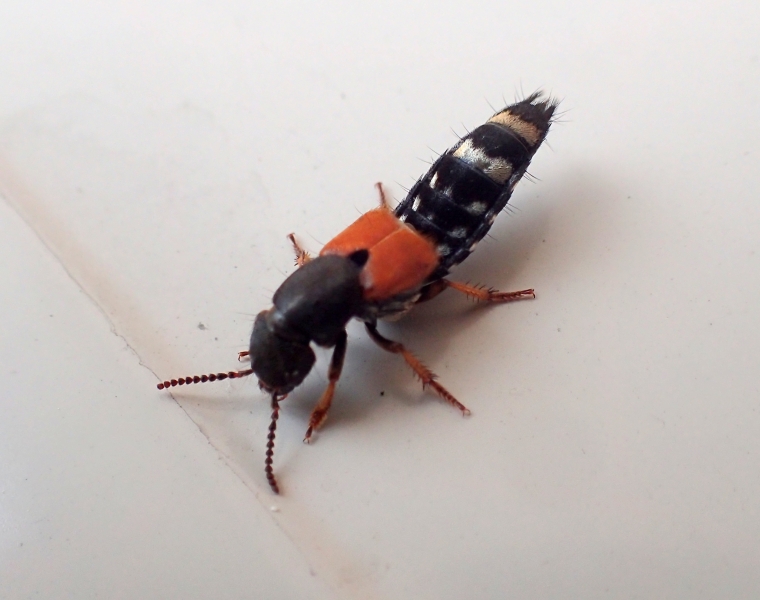 Staphylinidae dalla Croazia: Platydracus stercorarius